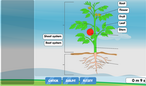 Diagram of a plant to label online